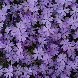 Creeping Phlox, Moss Phlox Mauve